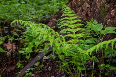 Dryopteris dilatata ya da geniş bukle eğreltiotu, koyu yeşil yapraklı sert bir eğreltiotudur. Gölgede ve nemli topraklarda yetişir, bahçelere bereketli dokular katar..