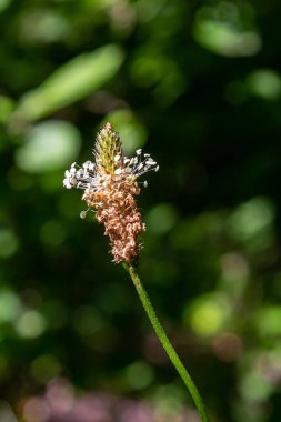 Yaban çiçeği Ribwort plantain 'ın yakın çekimi, Plantago Lanceolata.