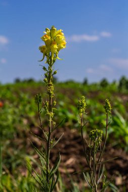 Flaxseed or wild snapdragon Linaria vulgaris is a medicinal herb. Wildflowers inflorescence.