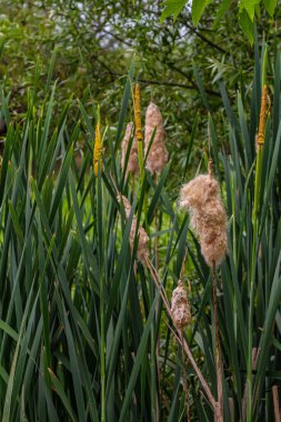 Geniş yapraklı yarasa Typha latifolia bataklık yaşam alanlarını tercih eder, sık sık gölet kıyısında yaşar..
