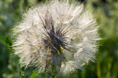 Keçi sakalı, Tragopogon pratensis, çiçek tohumu başı tüylü tohumlar ve bulanık yapraklardan oluşan bir arka plan..