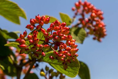 Yazın, viburum tamamen bırakılmış Viburnum lantana meyveleri olgunlaşıyor..