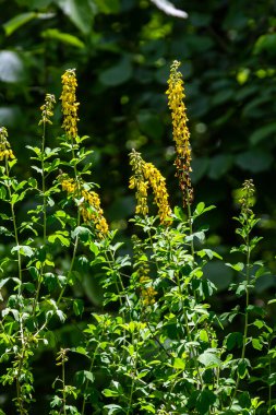 Lembotropis nigricans grows in the wild. A delicate branch of yellow flowers on Cyni Broom Shrub. clipart