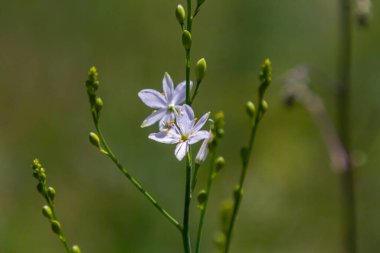 Anthericum ramosum 'un narin, beyaz ve sarı çiçekleri, yıldız şeklinde, vahşi, bulanık yeşil arka planda büyüyen, parlak ve güneşli yaz günü,.