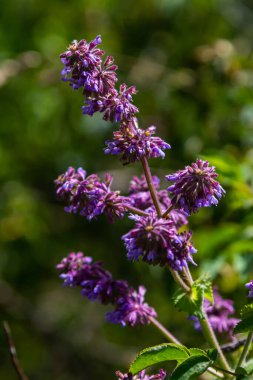 Mor leylak çayı. Kulübe bahçesinin doğal sınırında güzel bir süs bitkisi. Salvia verticillata - Mor Yağmur.