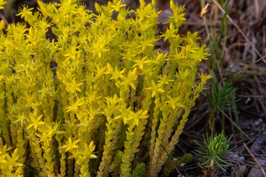 Müller tohumları orman yatağında. Sedum dönümü. Tarlada yetişen sarı çiçekler.