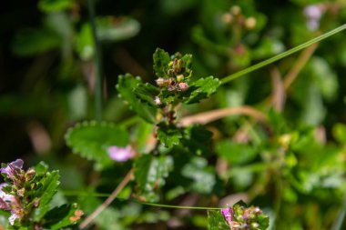 In summer, Teucrium chamaedrys grows in the wild among grasses. clipart