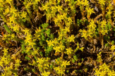 Müller tohumları orman yatağında. Sedum dönümü. Tarlada yetişen sarı çiçekler.