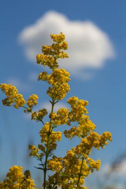 Hanımefendinin yatak kamışının sarı çiçekleri, Hollanda bahçesindeki sarı karyoladan yapılmış Galyum verum. Rubiaceae ailesi. Yaz, Ağustos, Hollanda.