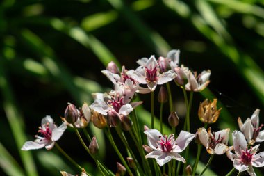 Foto butomus umbellatus çiçek burchardia, makro fotoğraf, orman suyu zambağı çiçeği, yaz baharı, botanik, arka plan pembesi.