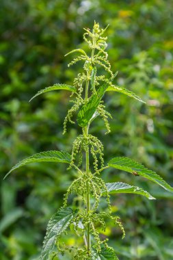 Urtica dioica ya da ısırgan otu, bahçede. Isırgan otu, kanama, idrar söktürücü, ateş düşürücü, yara iyileştirme, antiheumatik madde olarak kullanılan bir ilaç..