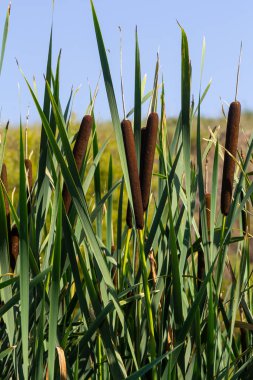 Geniş yapraklı yarasa Typha latifolia bataklık yaşam alanlarını tercih eder, sık sık gölet kıyısında yaşar..