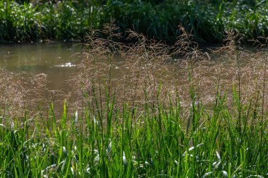 Nehrin kıyısında ve sularda, yem tanecikli gliseria maxima yetişir..