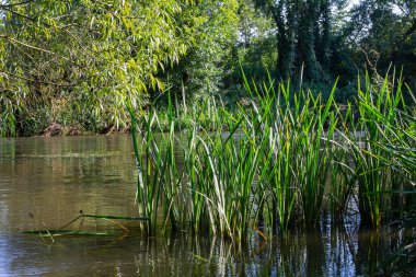 Nehrin kıyısında ve sularda, yem tanecikli gliseria maxima yetişir..