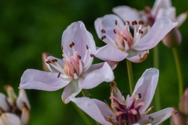 Photo butomus umbellatus flower burchardia, macro photo, forest water lily flower, summer spring, botany, background pink. clipart