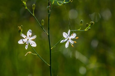 Fragile white and yellow flowers of Anthericum ramosum, star-shaped, growing in a meadow in the wild, blurred green background, warm colors, bright and sunny summer day. clipart