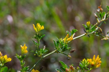 Medicago falcata, Medicago cinsinin bitki türü. Avrupa ve Asya 'nın çoğuna özgüdür..