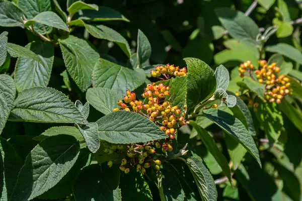 Yazın, viburum tamamen bırakılmış Viburnum lantana meyveleri olgunlaşıyor..