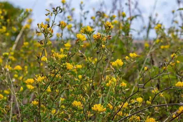 stock image Medicago falcata, plant species of the genus Medicago. It is native to much of Europe and Asia.