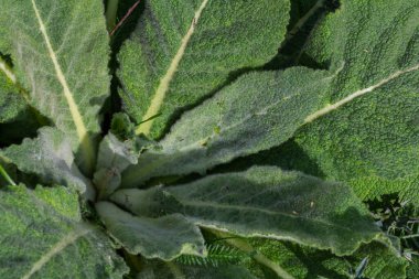 İlkbaharda Mullein tespihi. Verbascum kabarık yaprakları.