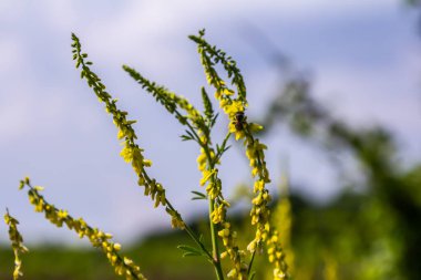 Vahşi bloom Melilotus officinalis - bal, uçucu yağ ve tıbbi bitki.