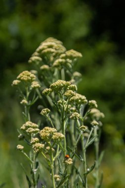 Uçan taşikardili Achillea Millefolium.