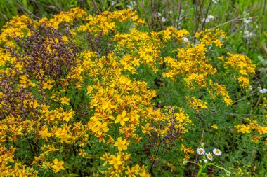 Aziz Johns otunun çiçekleri, Hypericum perforatum,