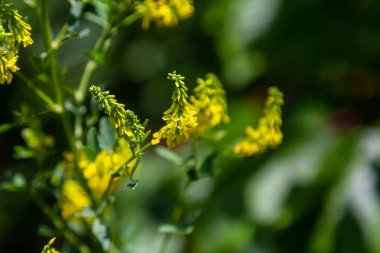 Vahşi bloom Melilotus officinalis - bal, uçucu yağ ve tıbbi bitki.