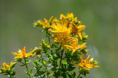 Aziz Johns otunun çiçekleri, Hypericum perforatum,