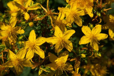 Aziz Johns otunun çiçekleri, Hypericum perforatum,
