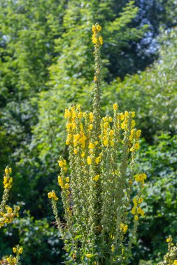 Sıhhiye ve şifalı bitki olarak kullanılan verbascum nigrum bitkisinin soluk sarı çiçekleri şifalı bahçede yetişir..