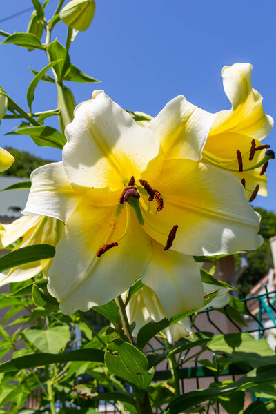 yellow lilium flowers with burgeons and green leafs.