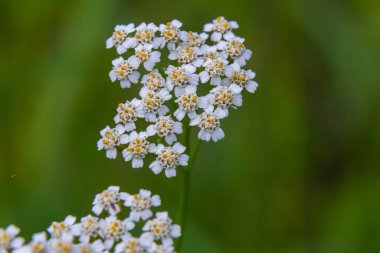 Uçan taşikardili Achillea Millefolium.
