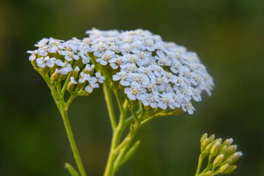 Uçan taşikardili Achillea Millefolium.