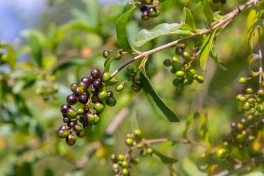 Wild privet or common privet or European privet Ligustrum vulgare fruit and berries isolated on a natural green background. clipart