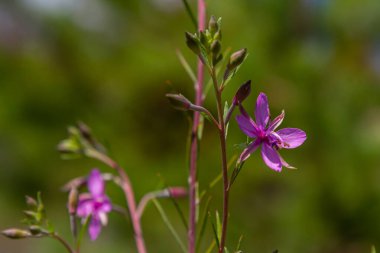 Willowhere epilobium angustifolium. Çiçekli Sally EpiIobium angustifolium .