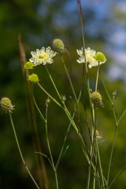 Çiçekteki kremalı iğnelik, Scabiosa ochroleuca..