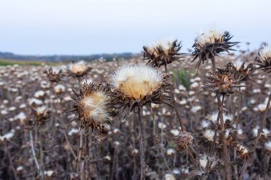 Milk thistle seed head - Latin name - Silybum marianum. clipart