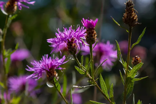 stock image Blooming meadow knapweed, Centaurea jacea, on the meadow.