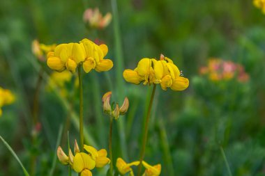 Kuşların ayak tırabzanı lotus corniculatus çiçeklerinin çiçek açması. Güzel sarı çiçekli arka plan.