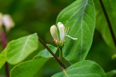 Lonicera xylosteum, hanımeli beyaz çiçekler yakın plan seçici odak.
