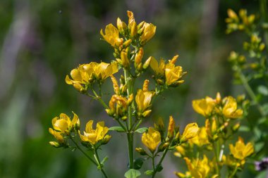 Aziz Johns otunun çiçekleri, Hypericum perforatum,