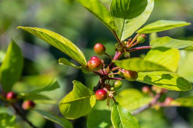 Prunus padus bird cherry böğürtlenli böğürtlen, kara böğürtlenli mayday ağacı dalları ve bulanık arkaplanda sarı yapraklar.