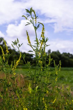 In the wild bloom Melilotus officinalis - honey, essential oil and medicinal plant. clipart