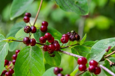 Festive Holiday Honeysuckle Branch with Red Berries Lonicera xylosteum.