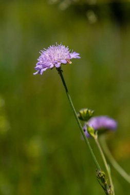 Field scabious Knautia arvensis flowering in meadow. Blue purple wild flower on natural background. Macro. Selective focus. clipart