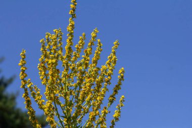 Common mullein - pale yellow flowers of verbascum nigrum plant, used as herb and medicine - growing in the medicinal garden. clipart