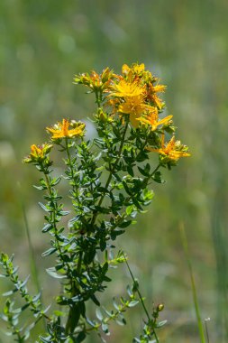 Aziz Johns otunun çiçekleri, Hypericum perforatum,