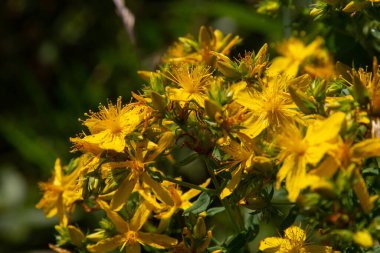 Aziz Johns otunun çiçekleri, Hypericum perforatum,