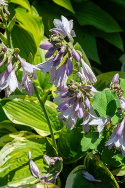 Hosta plantaginea. Narin mor çiçekleri ve büyük yeşil yaprakları olan Hosta bitkisi.